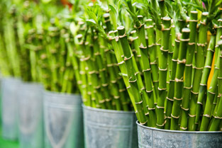 Bamboo lanyards